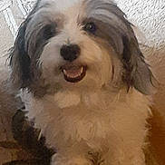 D O G joined the competition — help win amazing prizes! animal, ball, bodypart, canine, cockerspaniel, dog, football, hound, mouth, person, pet, poodle, puppy, soccer, soccerball, sport, tennis, tennisball, terrier, whitedog