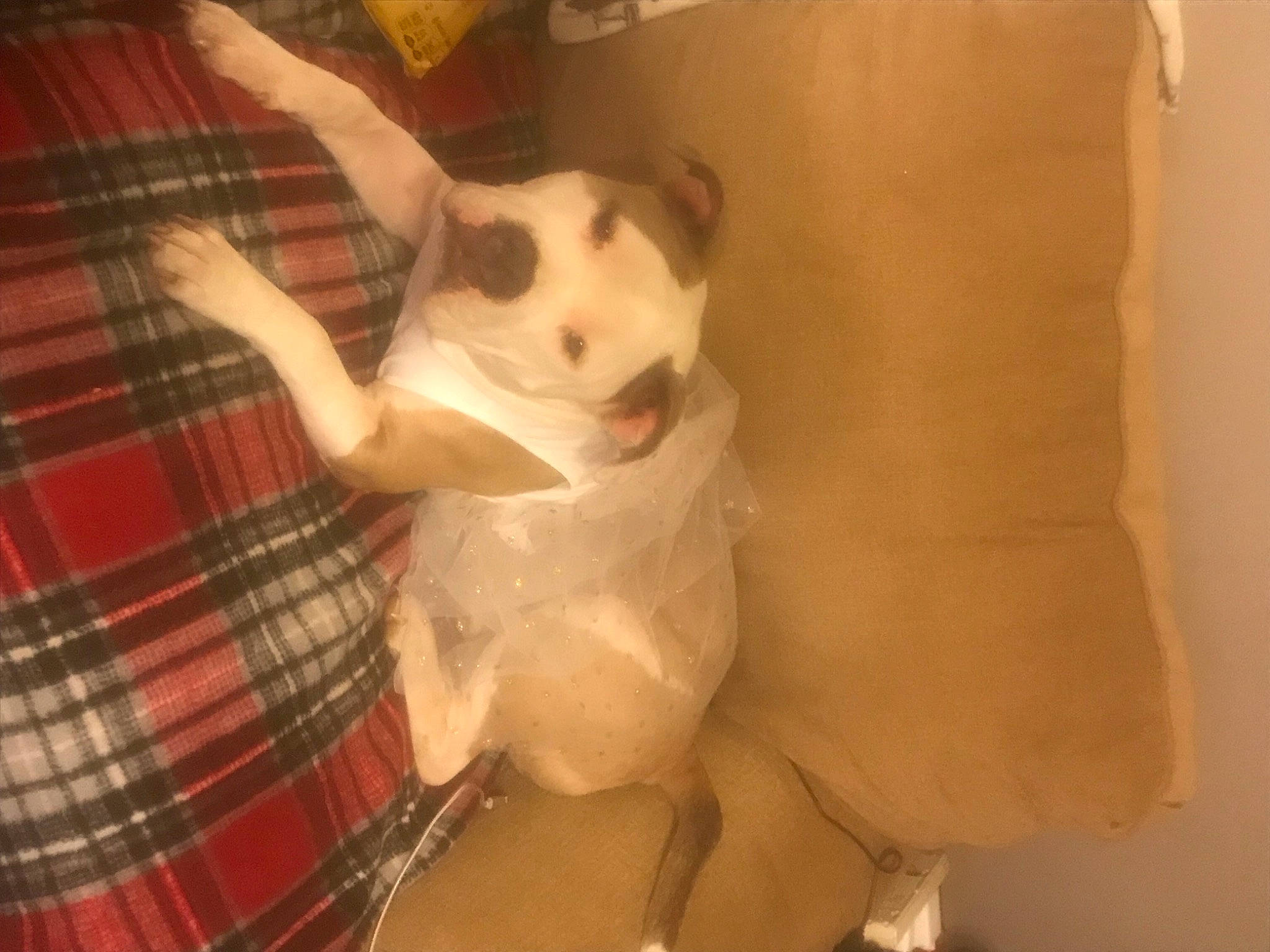 Ivee is registered to the contest to win money with this photo: carnivore, companion_dog, dog, dog_breed, ear, fawn, felidae, flooring, fur, pattern, plaid, small_to_medium_sized_cats, snout, tail, tartan, textile, toy, toy_dog, whiskers, working_animal