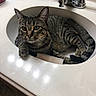 cat, tabby_cat, sink, bathroom, faucet, countertop, pet, animal, domestic_cat, feline, curious, resting, indoor, whiskers, ears, tail, fur, closeup, household, clean