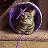 cat, tabby_cat, purple_tunnel, carpet, stair, pet_toy, indoor, feline, striped_fur, curious, resting, cozy, home, animal, whiskers, ears, floor, closeup, cute, playful