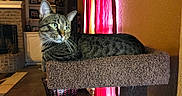 Monett is registered to the contest to win money with this photo: cat, tabby_cat, pet, feline, indoor, cozy, carpeted_perch, green_eyes, fireplace, family_photos, curtain, red_curtain, brick_wall, living_room, home_decor, window_light, relaxed, animal, domestic, furniture