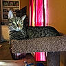 cat, tabby_cat, pet, feline, indoor, cozy, carpeted_perch, green_eyes, fireplace, family_photos, curtain, red_curtain, brick_wall, living_room, home_decor, window_light, relaxed, animal, domestic, furniture
