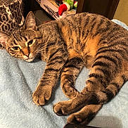 Monett joined the competition — help win amazing prizes! tabby_cat, cat, pet, feline, striped_fur, relaxed, indoor, blanket, blue_blanket, remote_control, plush_toy, grinch, shelf, home, cozy, resting, paw, whiskers, ears, fur