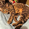 tabby_cat, cat, pet, feline, striped_fur, relaxed, indoor, blanket, blue_blanket, remote_control, plush_toy, grinch, shelf, home, cozy, resting, paw, whiskers, ears, fur