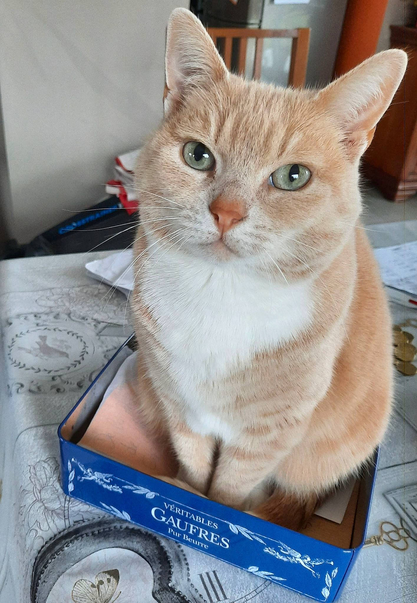 Clochette a rejoint le concours — aidez-le/la à gagner de superbes lots ! box, carnivore, cat, cat_furniture, cat_supply, domestic_short_haired_cat, fawn, felidae, fur, internet_meme, paper_product, paw, pet_supply, photo_caption, publication, small_to_medium_sized_cats, whiskers, window