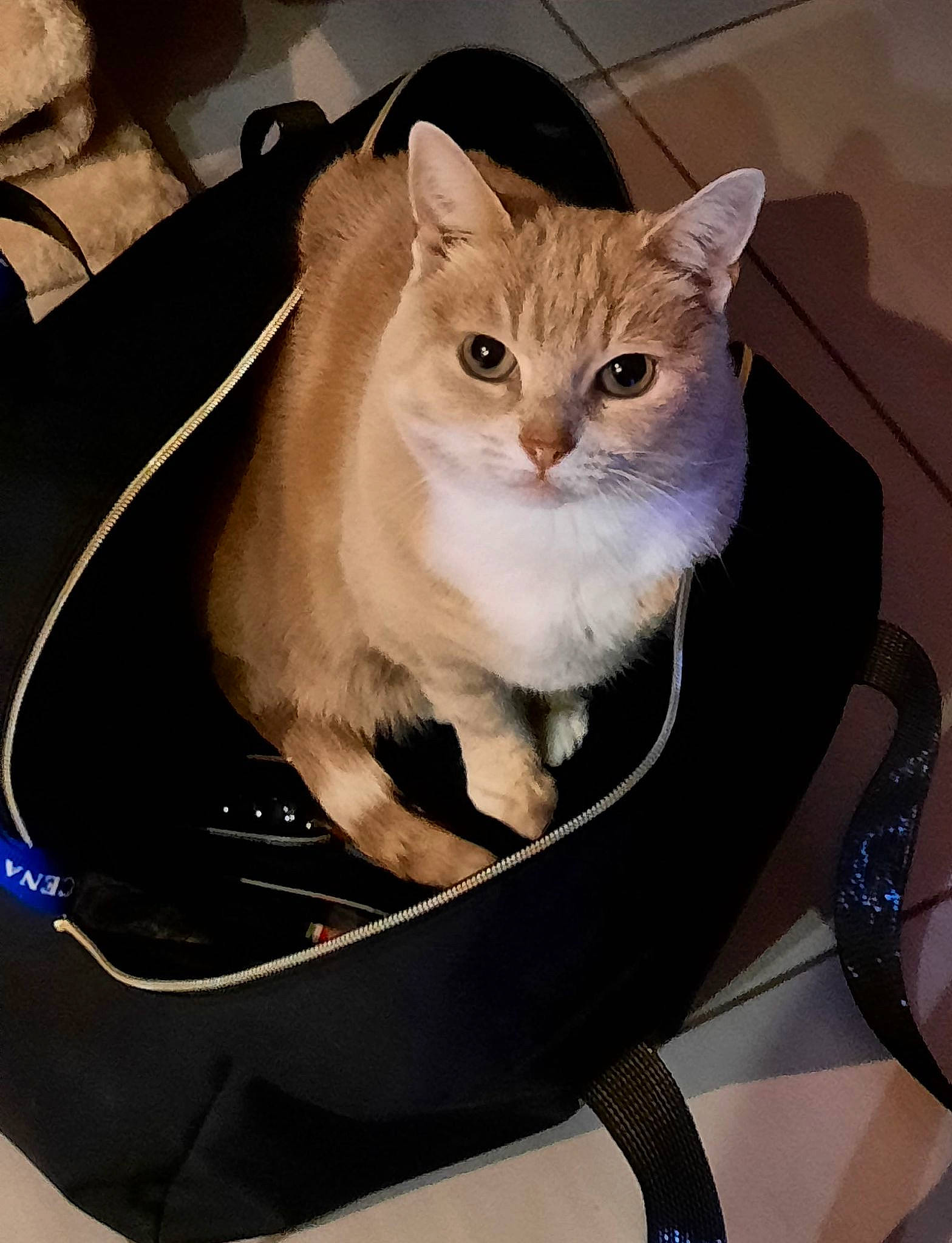 Clochette a rejoint le concours — aidez-le/la à gagner de superbes lots ! bag, box, carnivore, cat, cat_supply, chair, comfort, domestic_short_haired_cat, fashion_accessory, fawn, felidae, formal_wear, fur, paper_bag, pet_supply, sitting, small_to_medium_sized_cats, snout, tail, whiskers