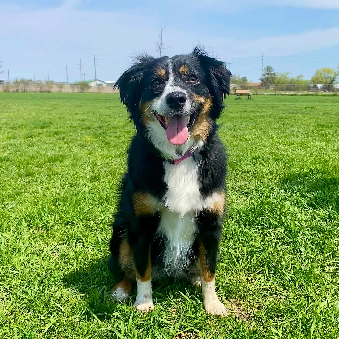Hazel is registered to the contest to win money with this photo: animal, blue_sky, canine, collar, daytime, dog, ears, field, fur, grass, happy, nature, outdoor, park, pet, sitting, smiling, sunny, tongue_out, tricolor