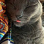 Bootsie is registered to the contest to win money with this photo: cat, gray_cat, sleeping, tongue_out, cozy, close_up, whiskers, feline, pet, cute, resting, animal, soft_fur, indoors, colorful_fabric, patterned_cloth, relaxed, peaceful, nap, cute_pet