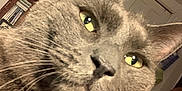 Bootsie joined the competition — help win amazing prizes! cat, gray_cat, close_up, indoor, yellow_eyes, whiskers, fur, pet, domestic_animal, face, ears, nose, curious, household, furniture, door, bookshelf, decor, soft_light, portrait