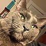cat, gray_cat, close_up, indoor, yellow_eyes, whiskers, fur, pet, domestic_animal, face, ears, nose, curious, household, furniture, door, bookshelf, decor, soft_light, portrait