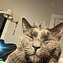Bootsie joined the competition — help win amazing prizes! cat, gray_cat, close_up, indoor, pet, whiskers, ears, feline, face, relaxed, cozy, home, lamp, wall, portrait, domestic_animal, fur, sleepy, cute, animal