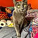 Bootsie