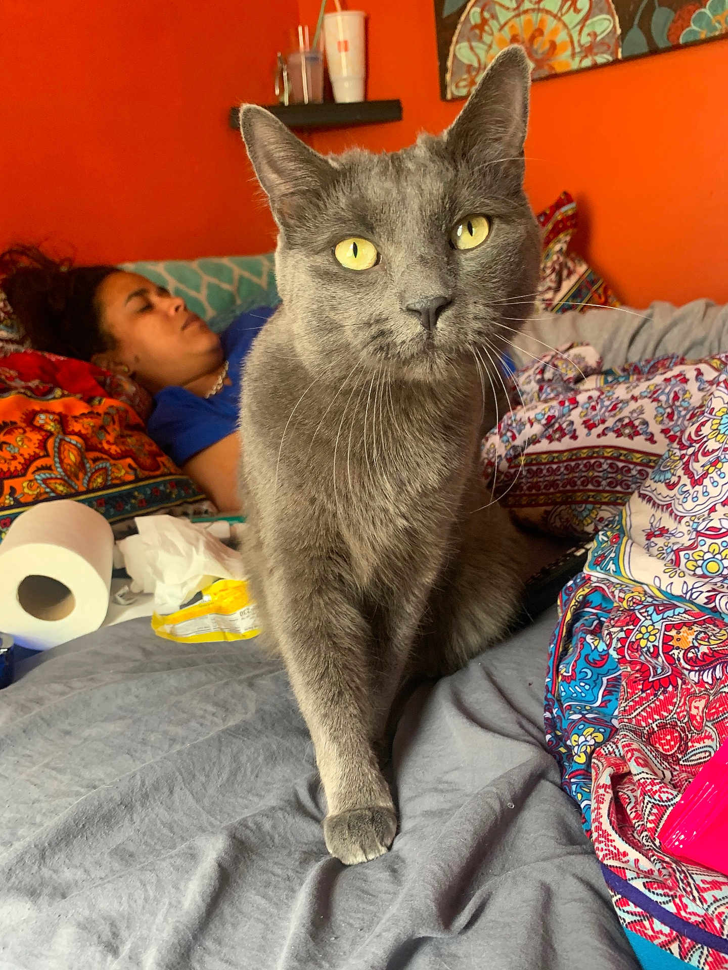 Bootsie is registered to the contest to win money with this photo: cat, gray_cat, person, bed, blanket, colorful, indoor, relaxed, yellow_eyes, furniture, patterned_blanket, shelf, cup, snacks, paper_towel, whiskers, pet, closeup, cozy, home