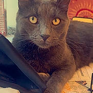 Bootsie is registered to the contest to win money with this photo: cat, gray_cat, pet, animal, indoor, bed, blanket, clothes, lamp, mushroom_lamp, tapestry, furniture, golden_eyes, curious, relaxed, whiskers, paw, cozy, domestic, portrait