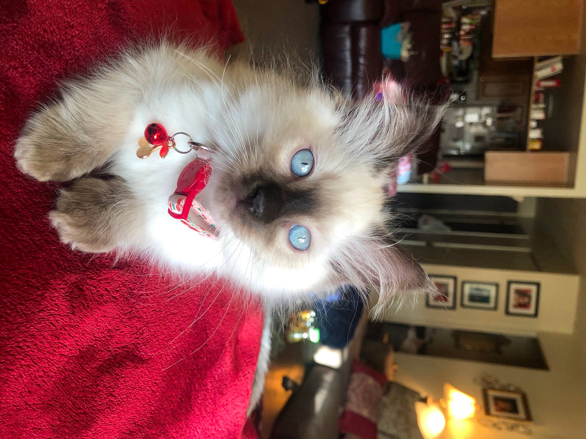 Sacchi joined the competition — help win amazing prizes! british_longhair, canidae, carnivore, cat, companion_dog, costume, dog_breed, fashion_accessory, fawn, felidae, fur, headgear, machine, small_to_medium_sized_cats, snout, tail, toy_dog, whiskers