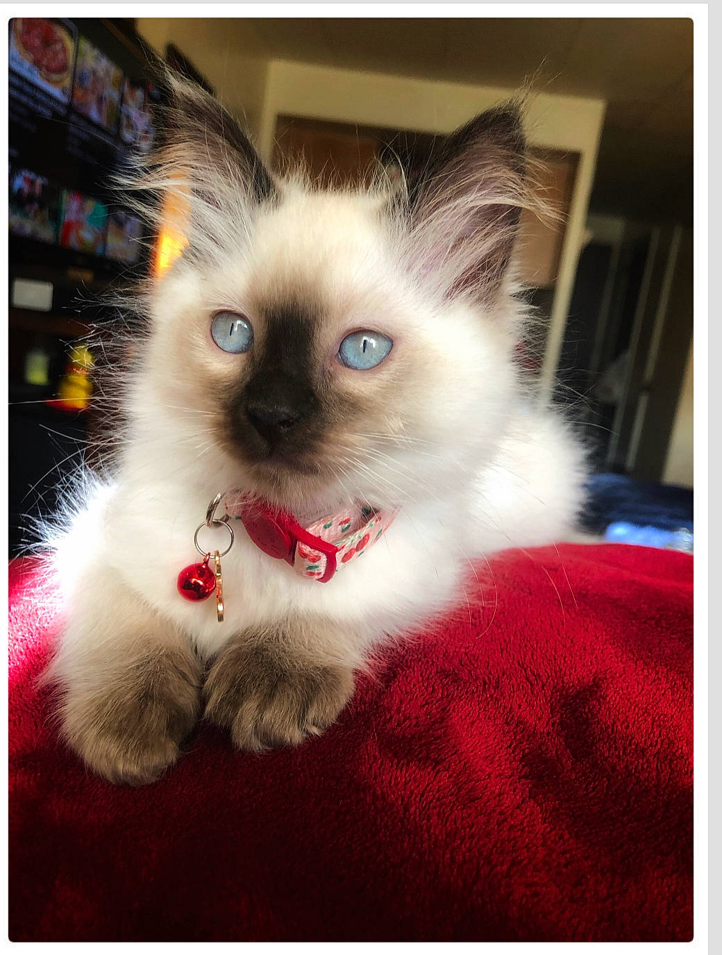 Sacchi is registered to the contest to win money with this photo: balinese, beauty, birman, carnivore, cat, companion_dog, fawn, felidae, fur, paw, photo_caption, ragdoll, rectangle, siamese, small_to_medium_sized_cats, snout, tail, thai, tonkinese, whiskers