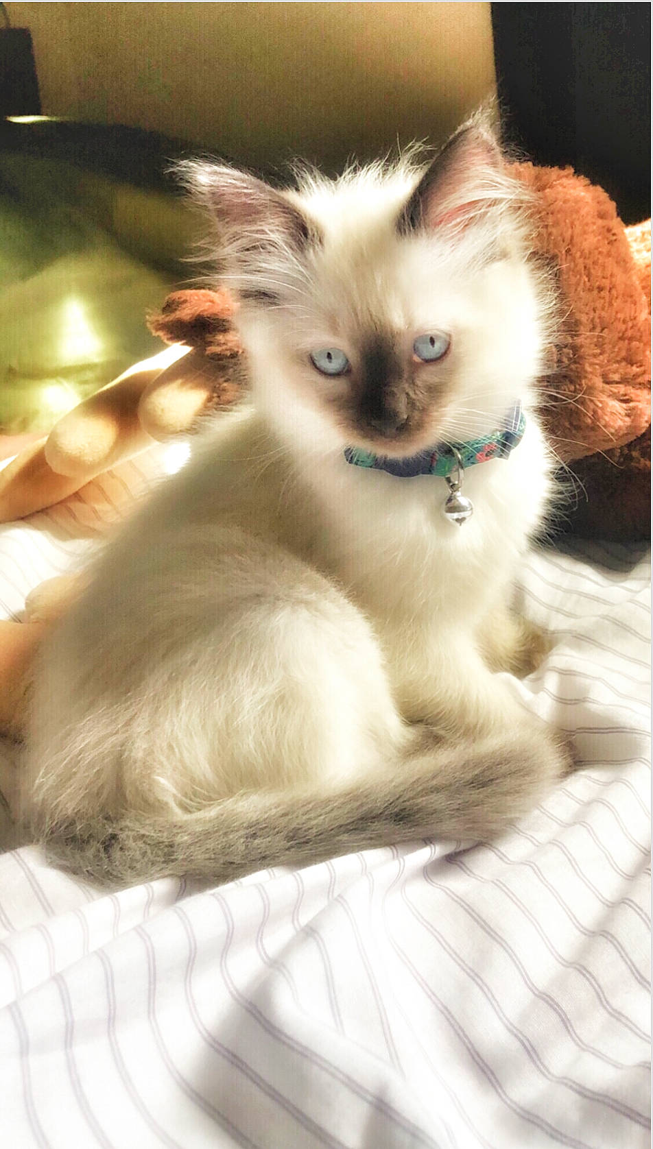 Sacchi joined the competition — help win amazing prizes! balinese, birman, carnivore, cat, comfort, fawn, felidae, fur, paw, siamese, small_to_medium_sized_cats, snout, tail, thai, whiskers