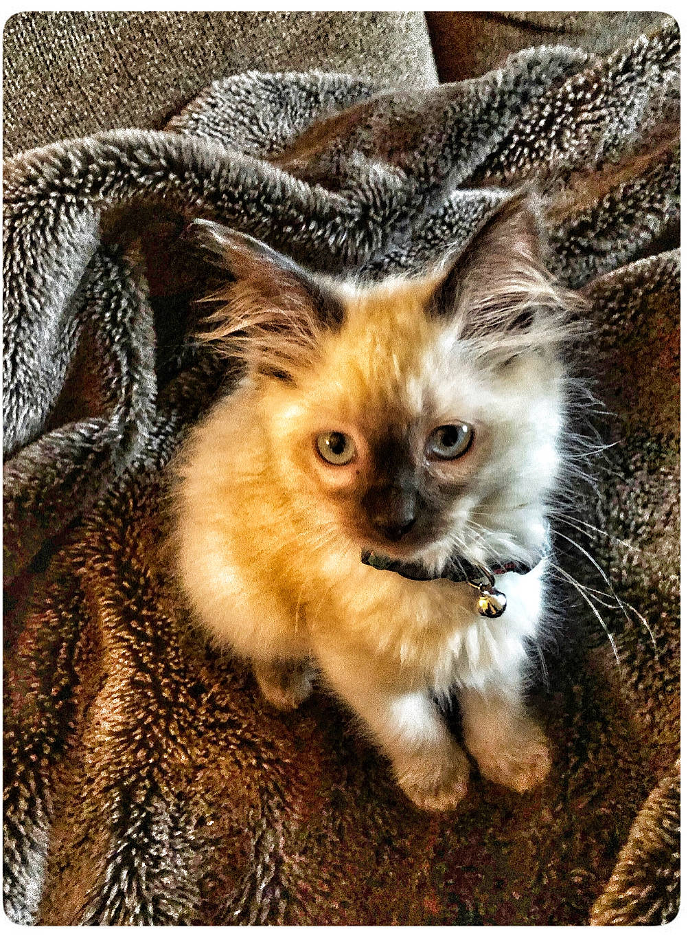 Sacchi is registered to the contest to win money with this photo: canidae, carnivore, cat, claw, companion_dog, dog_breed, eyelash, fawn, felidae, fur, photo_caption, plant, rectangle, small_to_medium_sized_cats, tail, terrestrial_animal, toy_dog, whiskers