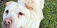 Peppa a rejoint le concours — aidez-le/la à gagner de superbes lots ! animal, canine, cute, daylight, dog, ears, friendly, fur, grass, ground, happy, nature, outdoor, pet, playful, smiling, snout, tail, tongue, walking