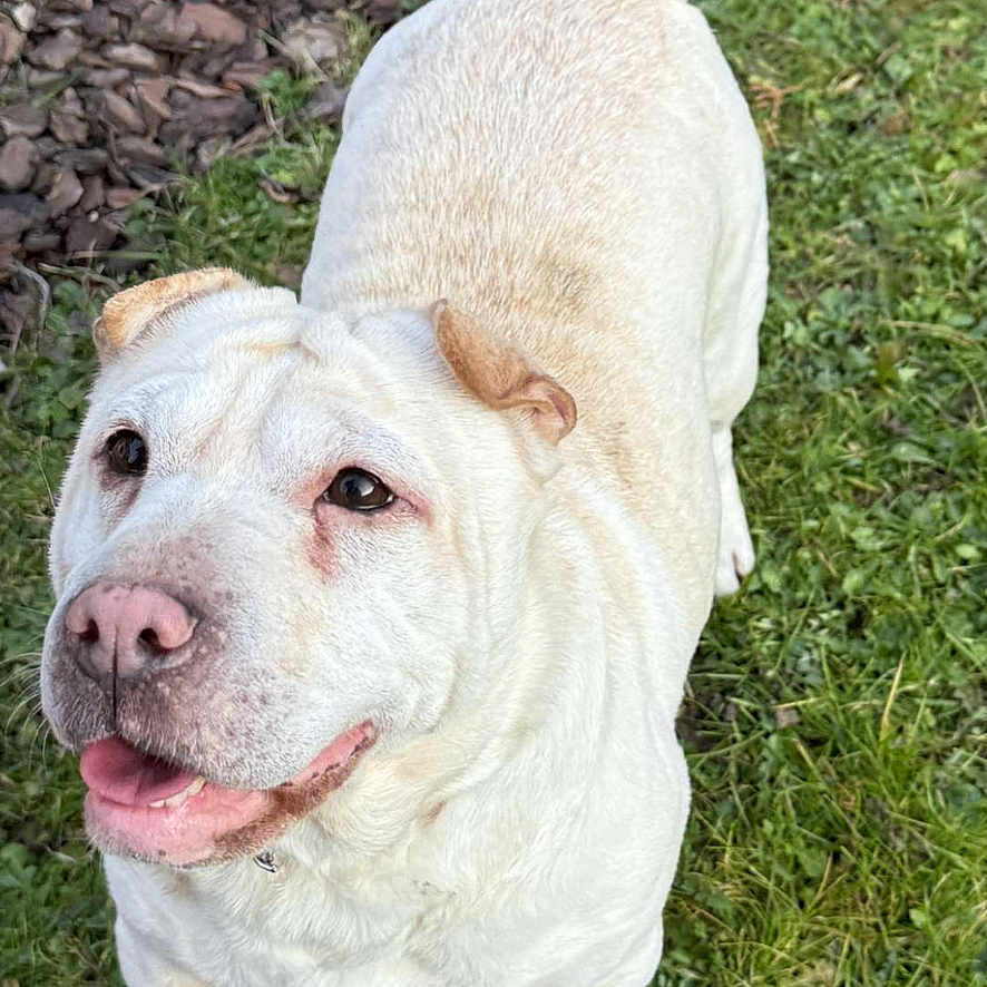 Peppa a rejoint le concours — aidez-le/la à gagner de superbes lots ! animal, canine, cute, daylight, dog, ears, friendly, fur, grass, ground, happy, nature, outdoor, pet, playful, smiling, snout, tail, tongue, walking