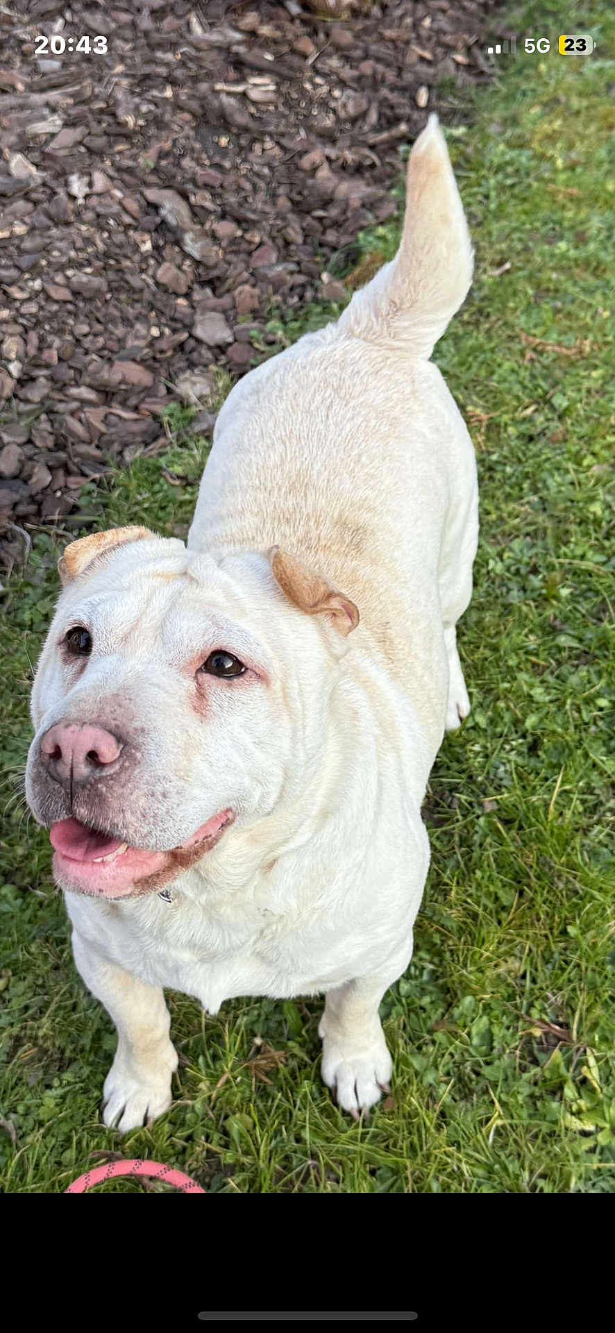 Peppa a rejoint le concours — aidez-le/la à gagner de superbes lots ! animal, canine, cute, daylight, dog, ears, friendly, fur, grass, ground, happy, nature, outdoor, pet, playful, smiling, snout, tail, tongue, walking