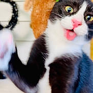 Ponyboy is registered to the contest to win money with this photo: animal, black_and_white, cat, close_up, curious, cute, decor, expressive, fur, furry, houseplant, indoor, motion_blur, paw, pet, plant, playful, tongue_out, toy, whiskers