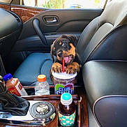 Rocky is registered to the contest to win money with this photo: puppy, rottweiler, dog, car_interior, drink_cup, straw, bottles, center_console, leather_seat, window, door_handle, dashboard, playful, pet, animal, cute, young_dog, black_and_tan, car_seat, inside_car