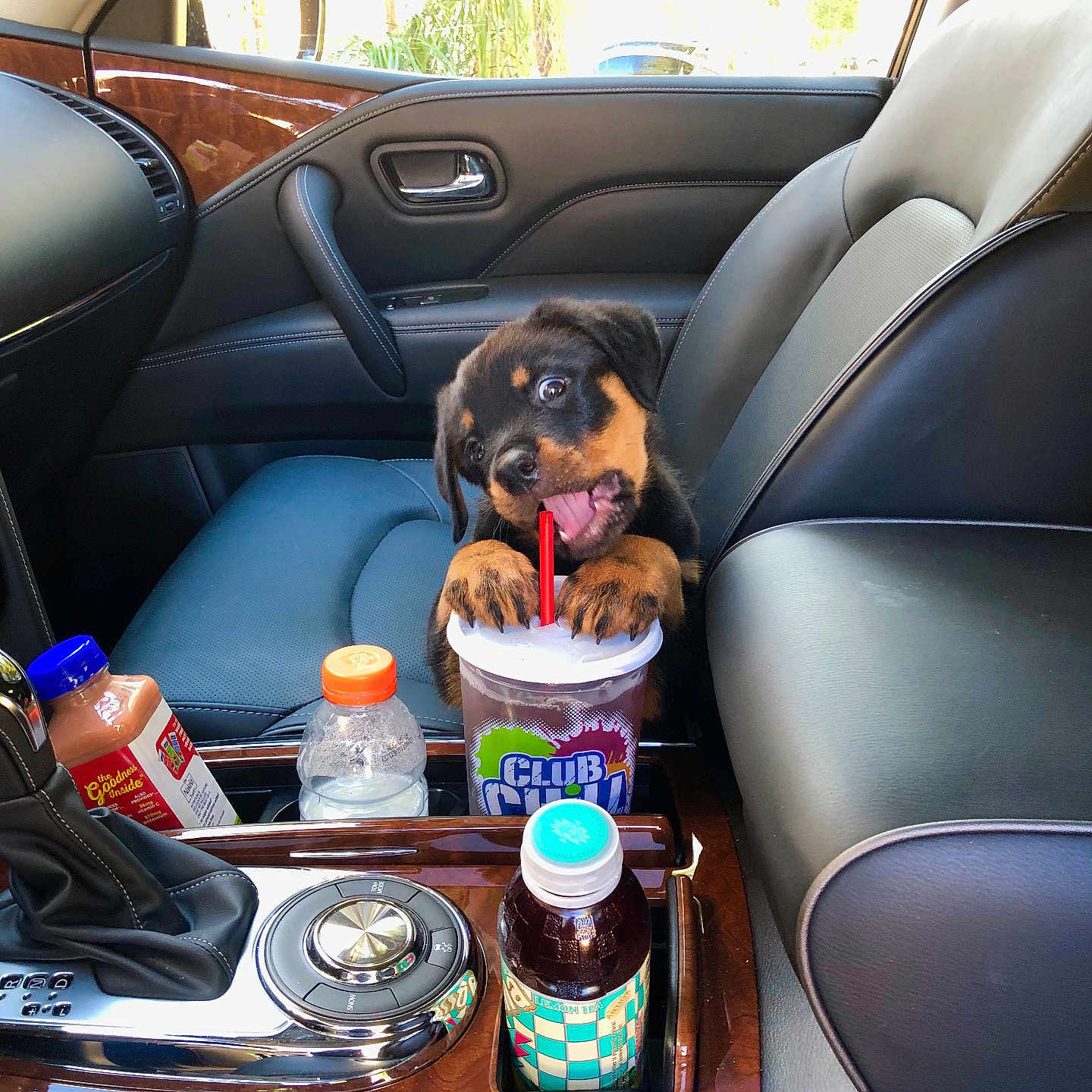 Rocky is registered to the contest to win money with this photo: puppy, rottweiler, dog, car_interior, drink_cup, straw, bottles, center_console, leather_seat, window, door_handle, dashboard, playful, pet, animal, cute, young_dog, black_and_tan, car_seat, inside_car