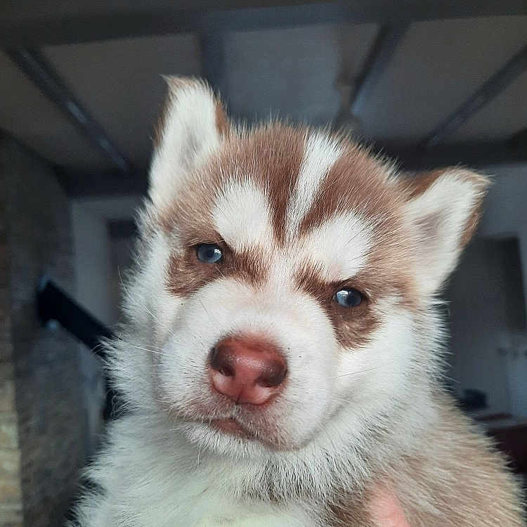 Arron a rejoint le concours — aidez-le/la à gagner de superbes lots ! background_ceiling, blue_eyes, brown_and_white, close_up, cute, dog, ears, expression, face, fluffy, fur, hand, indoor, pet, pink_nose, portrait, puppy, siberian_husky, soft_lighting, whiskers
