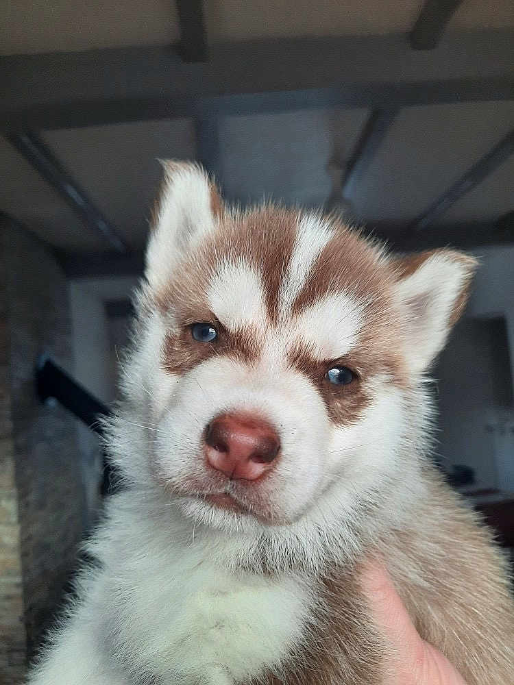 Arron a rejoint le concours — aidez-le/la à gagner de superbes lots ! dog, puppy, siberian_husky, blue_eyes, pink_nose, fur, fluffy, close_up, portrait, indoor, hand, pet, ears, face, cute, expression, whiskers, background_ceiling, soft_lighting, brown_and_white
