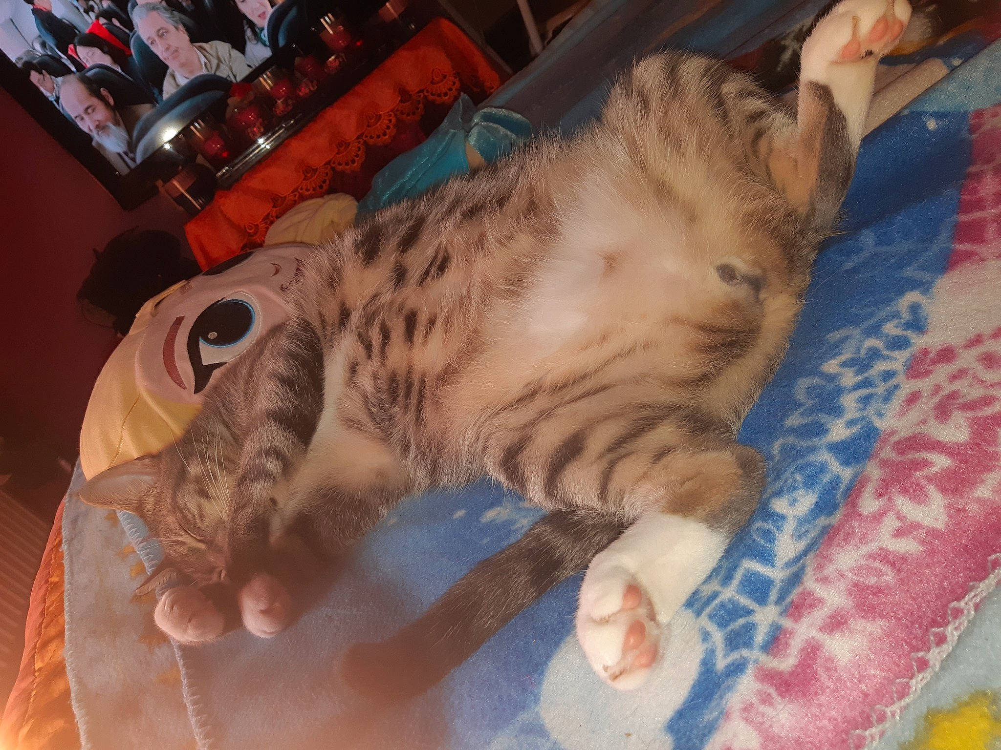 Simba a rejoint le concours — aidez-le/la à gagner de superbes lots ! bed, big_cats, carnivore, cat, chair, claw, comfort, couch, domestic_short_haired_cat, felidae, fur, gesture, lap, nail, nap, paw, small_to_medium_sized_cats, tail, whiskers