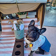 Remy joined the competition — help win amazing prizes! french_bulldog, dog, pet_clothing, outdoor, backyard, lounge_chair, striped_cushion, plush_toys, bunny_basket, plant_pot, patio, garden_furniture, dog_collar, cute_outfit, animal_costume, concrete_floor, sunlight, dog_tag, ears_up, small_dog