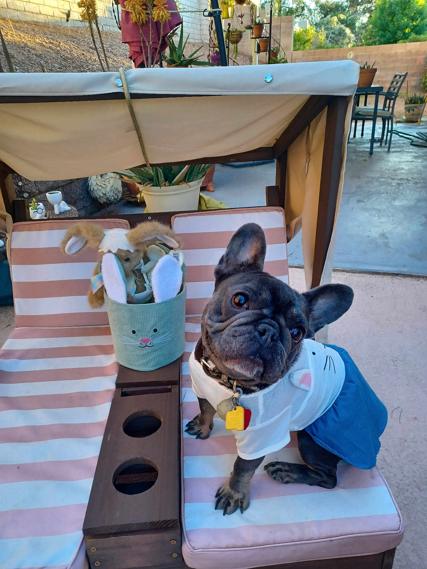 Remy joined the competition — help win amazing prizes! french_bulldog, dog, pet_clothing, outdoor, backyard, lounge_chair, striped_cushion, plush_toys, bunny_basket, plant_pot, patio, garden_furniture, dog_collar, cute_outfit, animal_costume, concrete_floor, sunlight, dog_tag, ears_up, small_dog