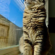 Tommy Cepeda is registered to the contest to win money with this photo: cat, tabby, fluffy, windowsill, reflection, sunlight, pet, feline, indoor, closeup, fur, whiskers, animal, looking_out, window, domestic_cat, mammal, striped, paws, relaxed