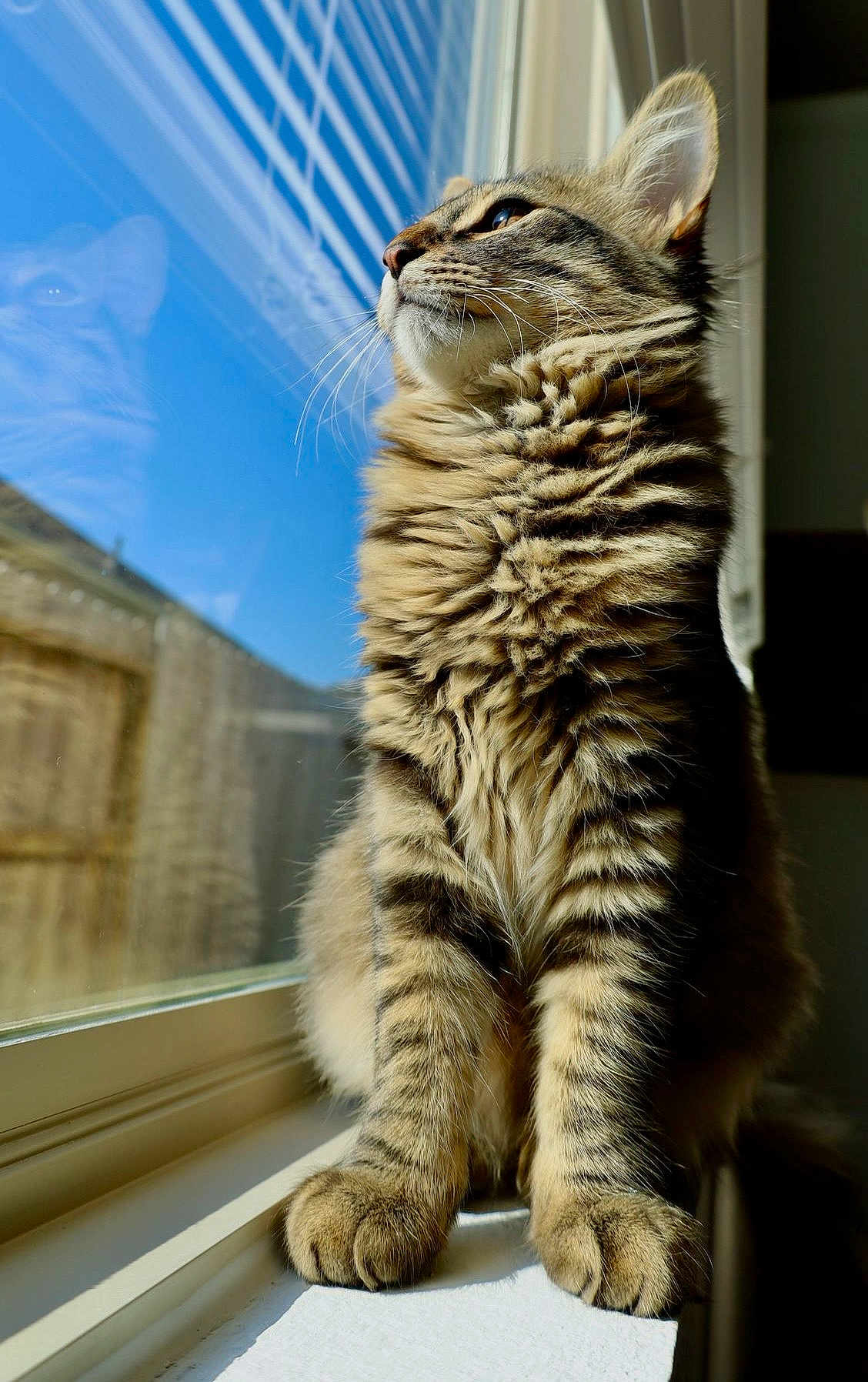 Tommy Cepeda is registered to the contest to win money with this photo: cat, tabby, fluffy, windowsill, reflection, sunlight, pet, feline, indoor, closeup, fur, whiskers, animal, looking_out, window, domestic_cat, mammal, striped, paws, relaxed