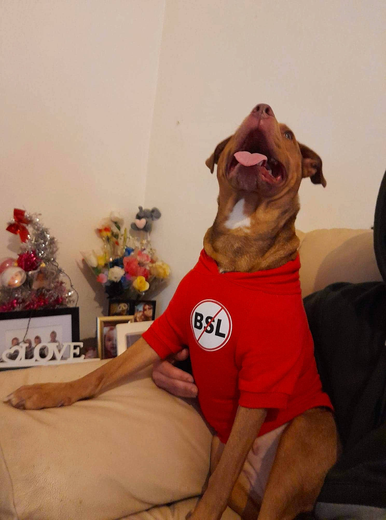 Lady is registered to the contest to win money with this photo: canidae, carnivore, comfort, companion_dog, dog, dog_breed, dog_clothes, dog_supply, event, fawn, human_leg, knee, linens, ornament, snout, sporting_group, t_shirt, thigh, toy, working_animal