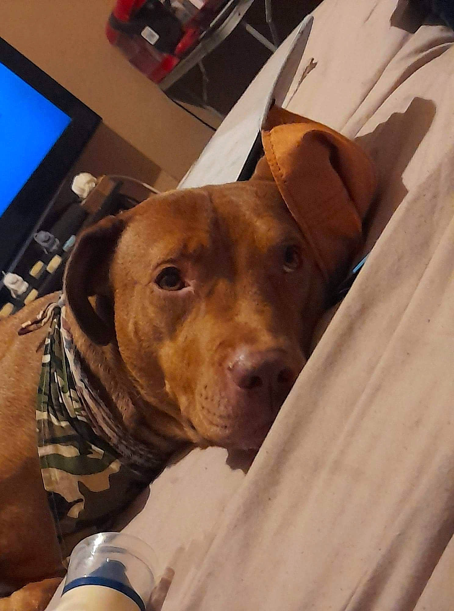 Lady joined the competition — help win amazing prizes! carnivore, clock, collar, companion_dog, computer_keyboard, dog, dog_breed, dog_collar, fawn, fur, liver, metal, pet_supply, snout, sporting_group, television, watch, whiskers, wood, working_animal