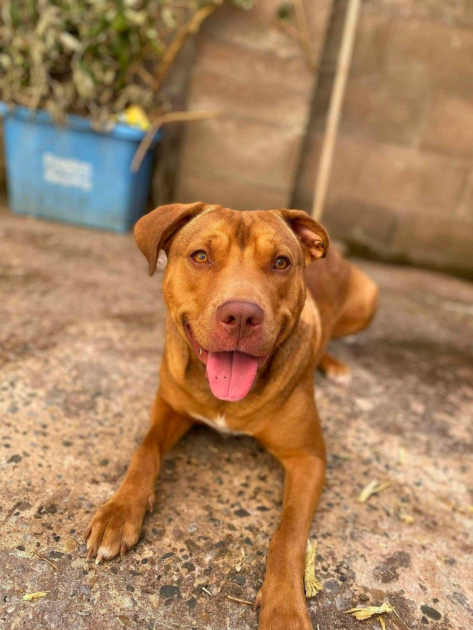 Lady joined the competition — help win amazing prizes! ancient_dog_breeds, carnivore, collar, companion_dog, dog, dog_breed, dog_collar, fawn, flowerpot, liver, plant, soil, sporting_group, tail, terrestrial_animal, wood, working_animal, working_dog