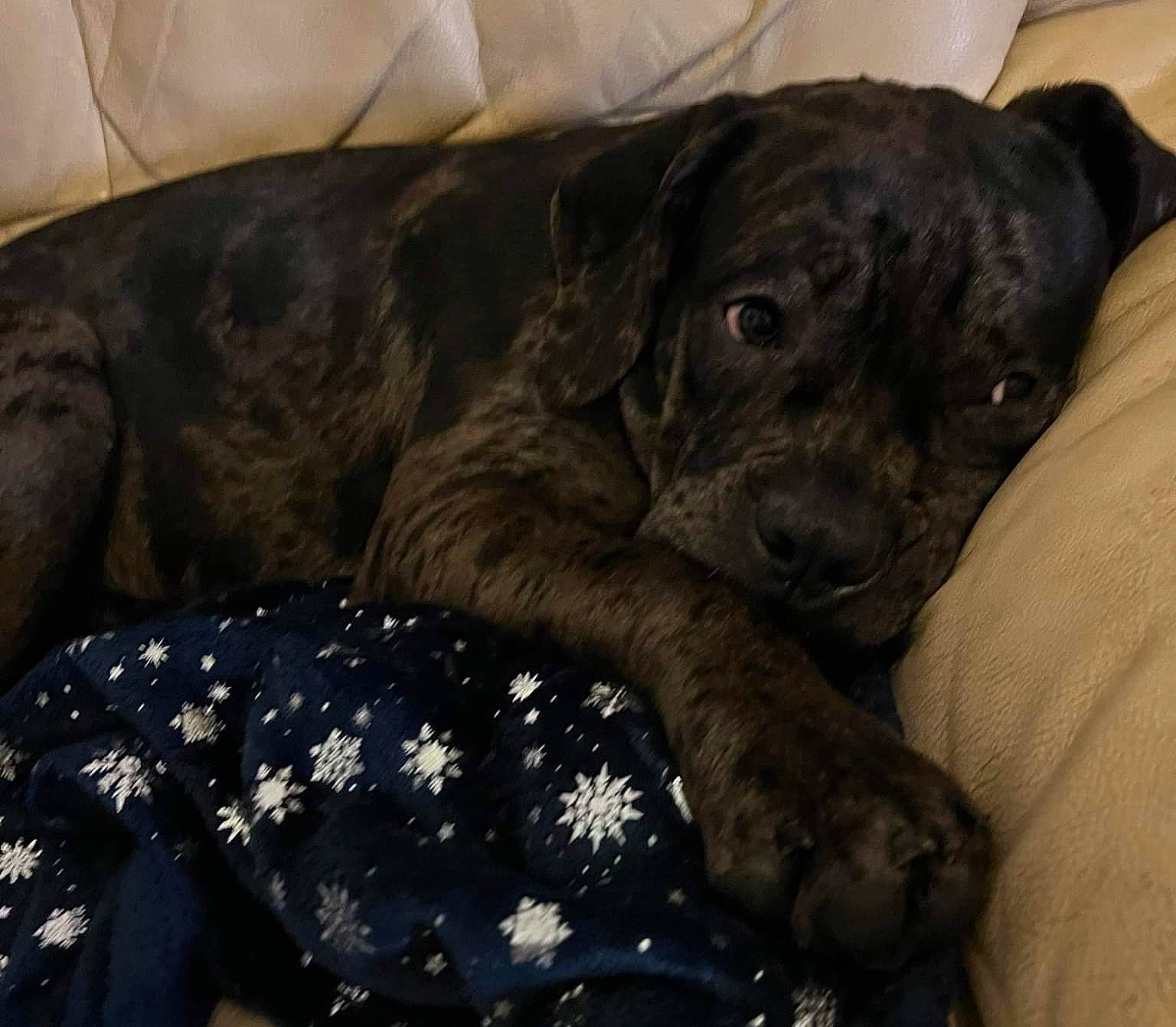 King Buster joined the competition — help win amazing prizes! borador, canidae, carnivore, comfort, companion_dog, couch, dog, dog_breed, fawn, fur, grey, guard_dog, gun_dog, liver, non_sporting_group, sporting_group, tail, terrestrial_animal, working_animal