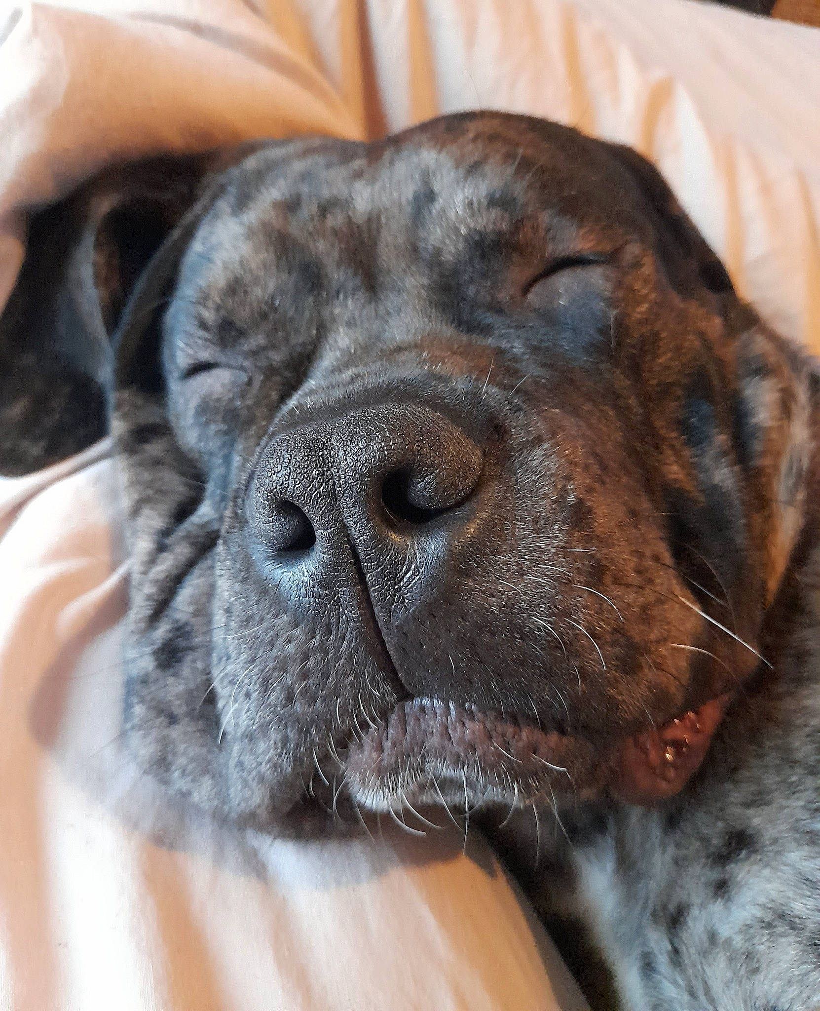 King Buster is registered to the contest to win money with this photo: borador, canidae, carnivore, comfort, companion_dog, dog, dog_breed, ear, fawn, flesh, fur, guard_dog, head, liver, snout, sporting_group, terrestrial_animal, whiskers, working_animal, wrinkle