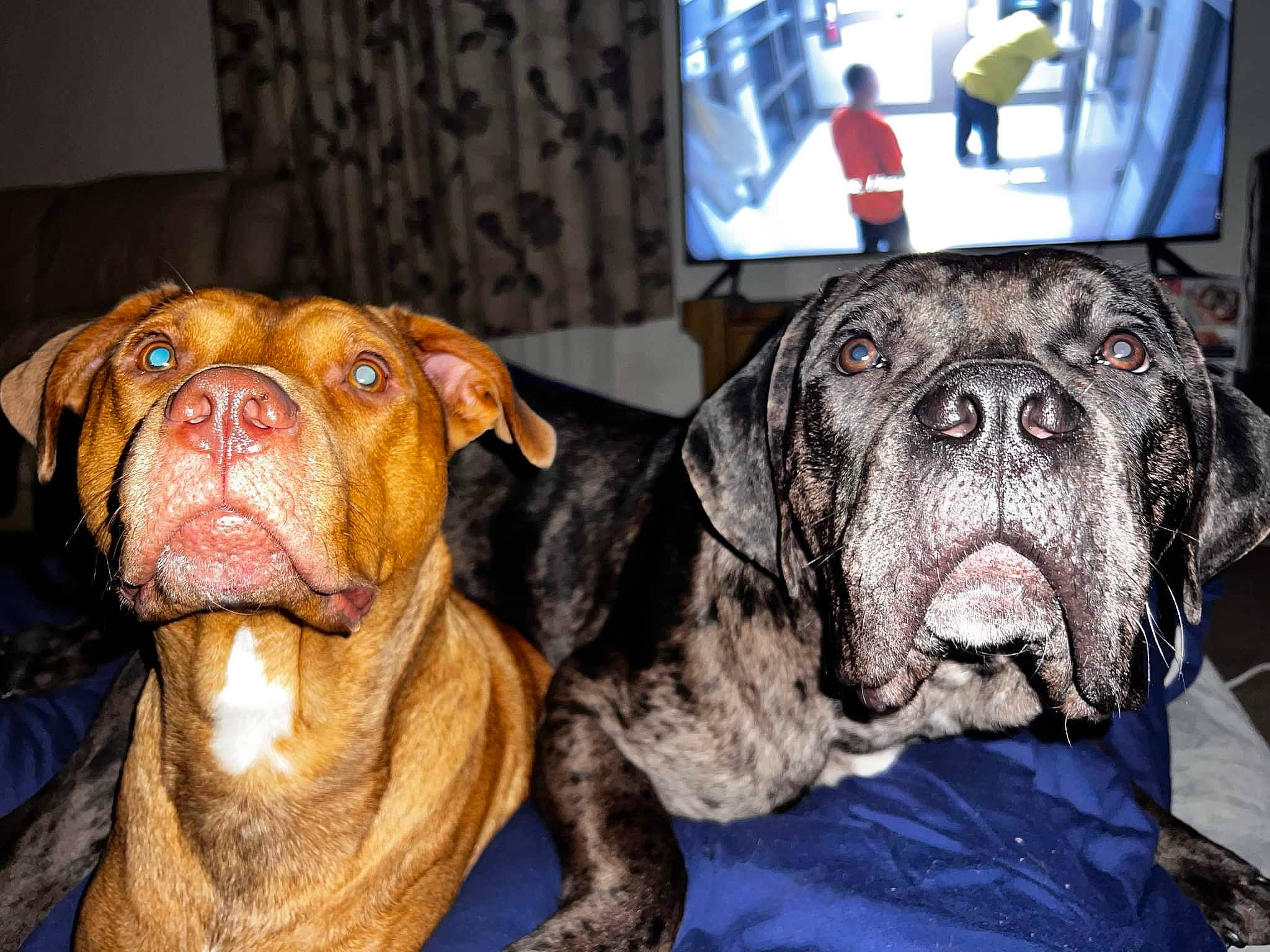 King Buster is registered to the contest to win money with this photo: bulldog, canidae, carnivore, collar, companion_dog, dog, dog_breed, dog_collar, fawn, fur, liver, molosser, non_sporting_group, old_english_bulldog, snout, sporting_group, whiskers, working_animal, working_dog, wrinkle