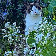 Bandit a rejoint le concours — aidez-le/la à gagner de superbes lots ! cat, blue_eyes, flower, white_flower, green_leaf, garden, nature, outdoor, plant, foliage, pet, animal, cute, mammal, whiskers, fur, sitting, curious, closeup, wildlife