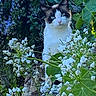 cat, blue_eyes, flower, white_flower, green_leaf, garden, nature, outdoor, plant, foliage, pet, animal, cute, mammal, whiskers, fur, sitting, curious, closeup, wildlife