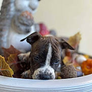 Taîko participe au concours pour gagner de l'argent avec cette photo : animal, autumn_leaves, background_blur, brown, closeup, curious, cute, decorations, dog, ears, fall, head, hedgehog_figurine, indoor, pet, planter, puppy, seasonal, snout, white
