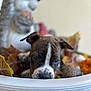 animal, autumn_leaves, background_blur, brown, closeup, curious, cute, decorations, dog, ears, fall, head, hedgehog_figurine, indoor, pet, planter, puppy, seasonal, snout, white