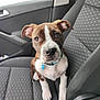 Taîko a rejoint le concours — aidez-le/la à gagner de superbes lots ! adorable, animal, brown_and_white, canine, car_interior, car_seat, collar, cute, dog, ears, front_seat, fur, indoor, looking_up, pet, puppy, seatbelt, sitting, window, young_dog