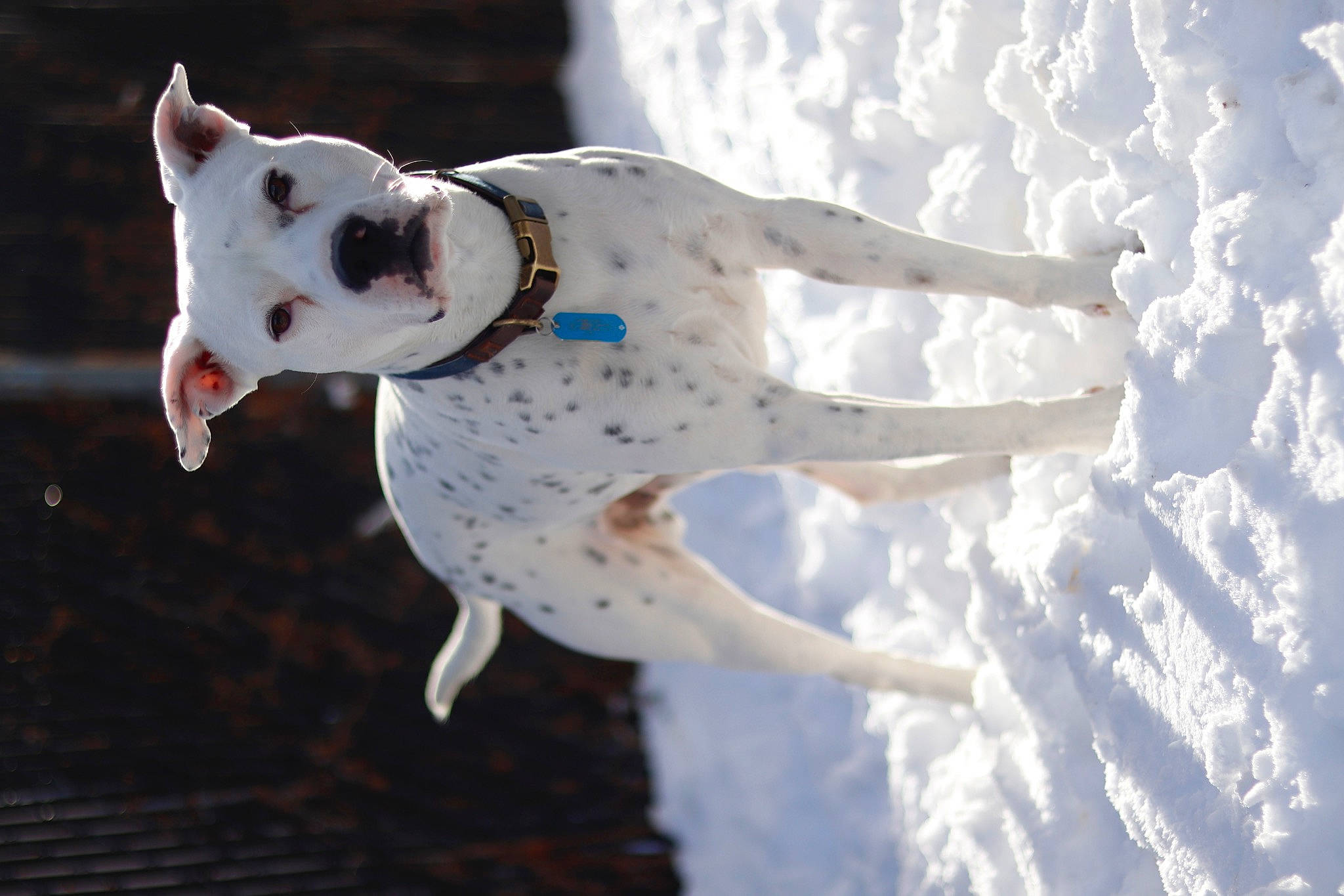 Dawson is registered to the contest to win money with this photo: canidae, carnivore, collar, companion_dog, dog, dog_breed, dog_collar, dog_supply, fawn, freezing, fun, fur, guard_dog, leash, non_sporting_group, snout, snow, sporting_group, tail, winter