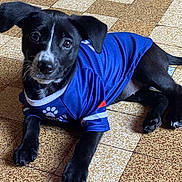 Perle participe au concours pour gagner de l'argent avec cette photo : puppy, dog, black_fur, blue_jersey, floor, tile_floor, indoor, pet, animal, lying_down, curious, young_dog, whiskers, ears, paws, canine, cute, looking_up, domestic_animal, companion