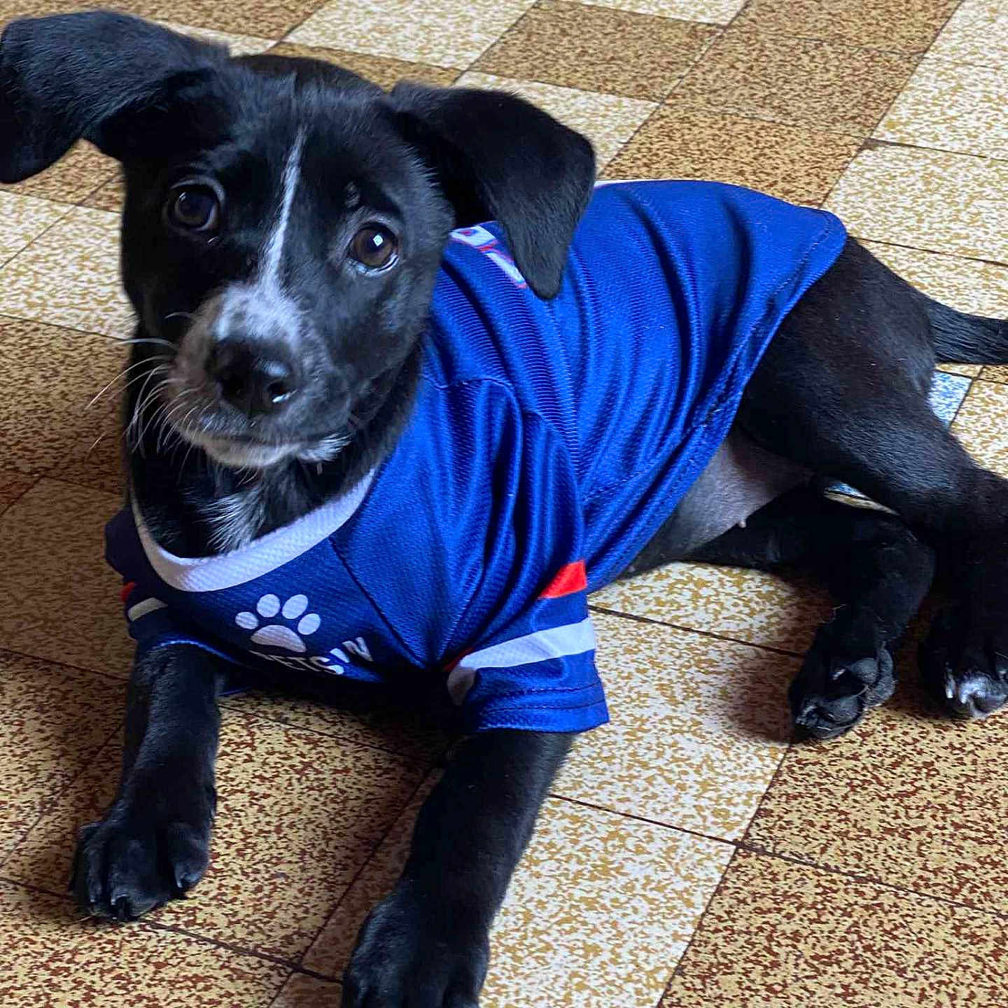 Perle participe au concours pour gagner de l'argent avec cette photo : animal, black_fur, blue_jersey, canine, companion, curious, cute, dog, domestic_animal, ears, floor, indoor, looking_up, lying_down, paws, pet, puppy, tile_floor, whiskers, young_dog