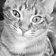 Minou participe au concours pour gagner de l'argent avec cette photo : cat, tabby, feline, close_up, portrait, whiskers, ears, eyes, fur, pet, domestic_cat, gaze, blanket, cozy, indoor, relaxed, black_and_white, paws, striped, young_cat